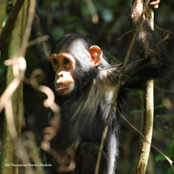 Jane Goodall Institute France